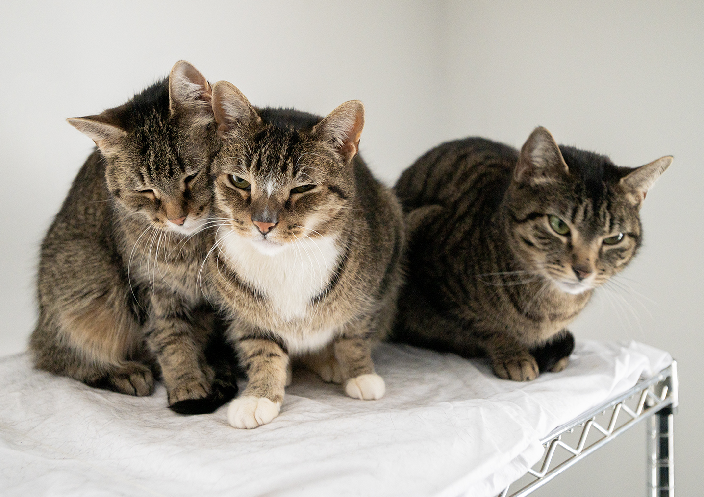 Senior Pet Home New York cat photo